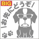 安全運転めがね犬ステッカー セントバーナード 18cm 20cm 車 ステッカー 転写 シール ペット【名入れ対象外】