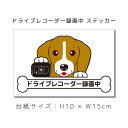 送料無料 ドラレコステッカー ビーグル 犬ステッカー 車ステッカー ドライブレコーダー録画中 窓 ペット dog ドッグ イヌ いぬペット 名入れ対象外 ペット