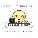 ドラレコステッカー アメリカンコッカー 犬ステッカー 車ステッカー ドライブレコーダー録画中 窓 ペット アメコカ アメリカン・コッカー・スパニエル【名入れ対象...
