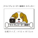 送料無料 ドラレコステッカー キャバリア 犬ステッカー 車ステッカー ドライブレコーダー録画中 窓 ペット dog ドッグ イヌ いぬペット 名入れ対象外 ペット