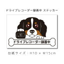 送料無料 ドラレコステッカー バーニーズ 犬ステッカー 車ステッカー ドライブレコーダー録画中 窓 ペット dog ドッグ イヌ いぬペット 名入れ対象外 ペット