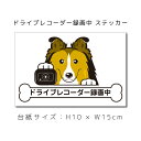 ドラレコステッカー シェルティ 犬ステッカー 車ステッカー ドライブレコーダー録画中 窓 ペット dog ドッグ イヌ いぬペット ペット【名入れ対象外】