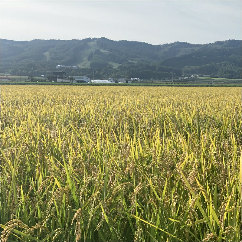 【ふるさと納税】「ななつぼし」無洗米10kg【3ヶ月定期便】北海道北見市端野産 こめ 10キロ 送料無料 3カ月 3回