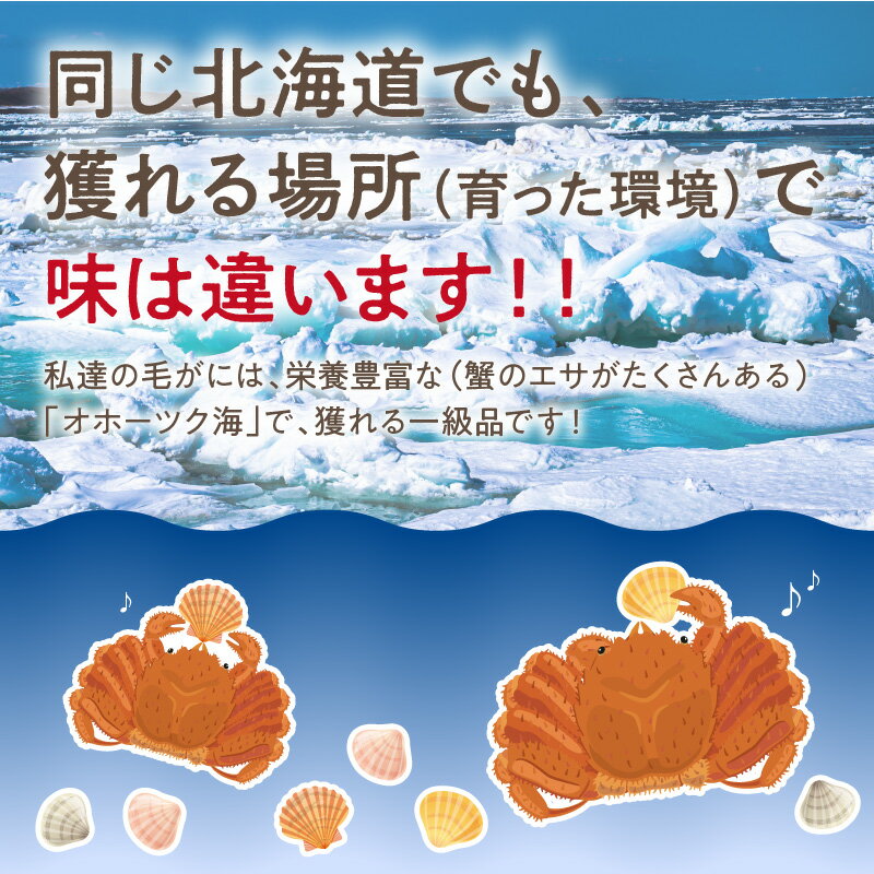 【ふるさと納税】【予約：2024年3月下旬から順次発送】【旬の浜ゆで毛ガニを冷蔵便で】オホーツク海産 浜茹で海明け毛がに 約400g×1パイ ( かに 蟹 魚介類 海鮮 )