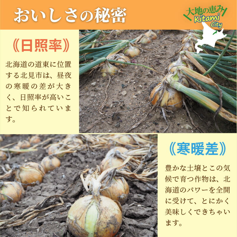 【ふるさと納税】生産量日本一！信田農園の玉ねぎ5kg【3ヶ月定期便】【2022年9月から順次発送】 3回 野菜 5キロ 期間限定 予約 先行予約