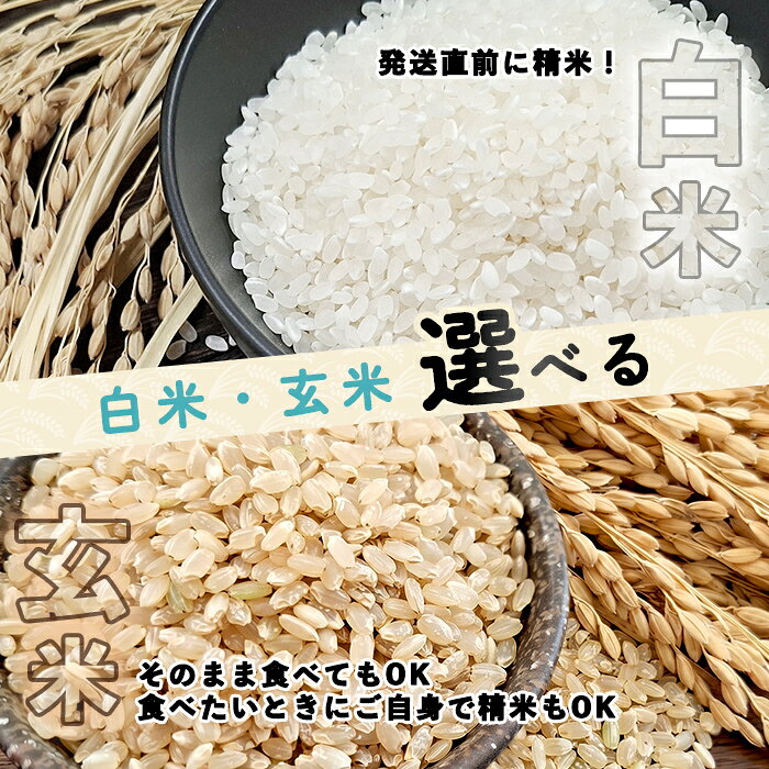 【ふるさと納税】＜選べる隔月定期便 / 白米・玄米選択可能＞「朝日町のお米」 ゆめぴりか (5kg～15kg) 【先行予約受付中・2026年11月から順次発送予定】士別産 米 お米 精米 白米 玄米 北海道米 ごはん ゆめぴりか 北海道産 定期便 5kg 10kg 15kg 2回 4回 6回 【城守商店】 f012203-shibetsu-10000702 北海道士別市 サンプル画像3