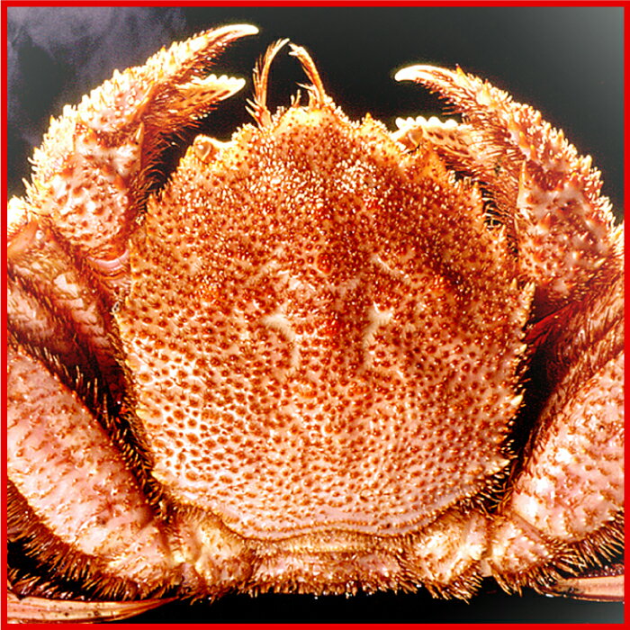 【ふるさと納税】北海三大カニセット(たらばがに足、毛ガニ、ずわい) D-07002