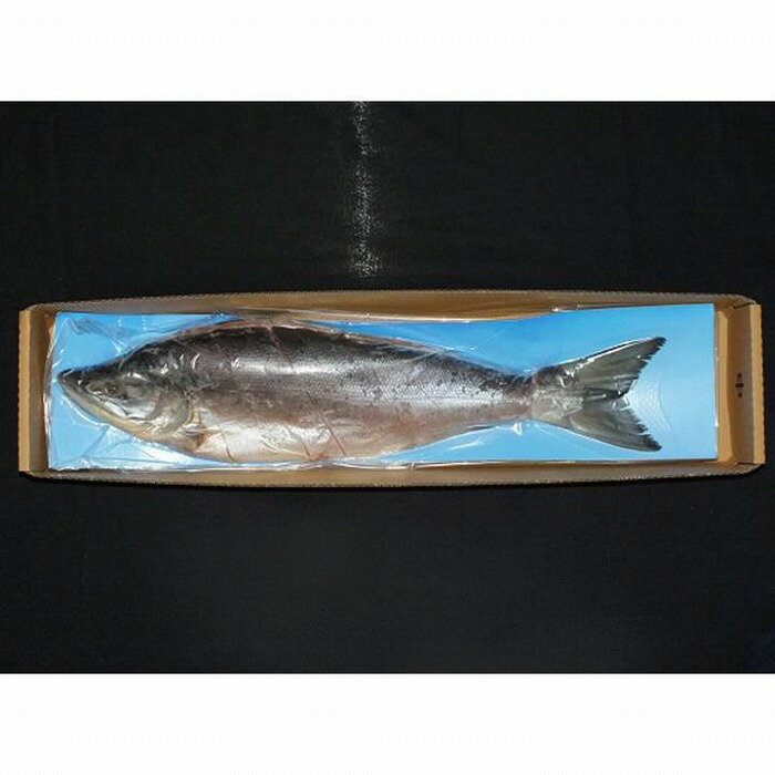 【ふるさと納税】＜鮭匠ふじい＞紅鮭新巻鮭1.2kg A-42007