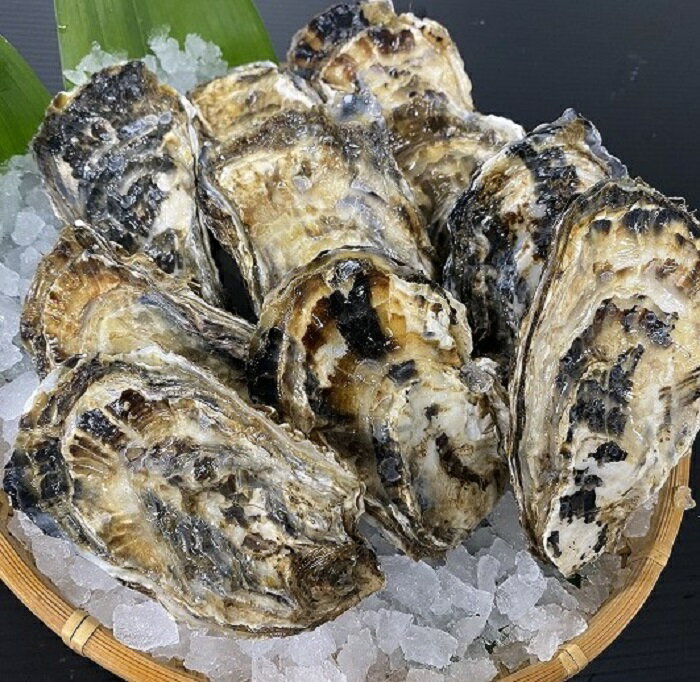 [北海道根室産]貝付き牡蠣 選べる 20個 〜 80個 かき カキ 貝 北海道 根室市 海鮮 海産物