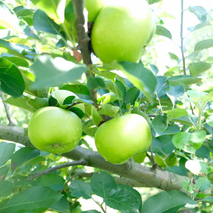 【ふるさと納税】クッキングアップル 希少りんご ブラムリー 約3kg ふるさと納税 りんご