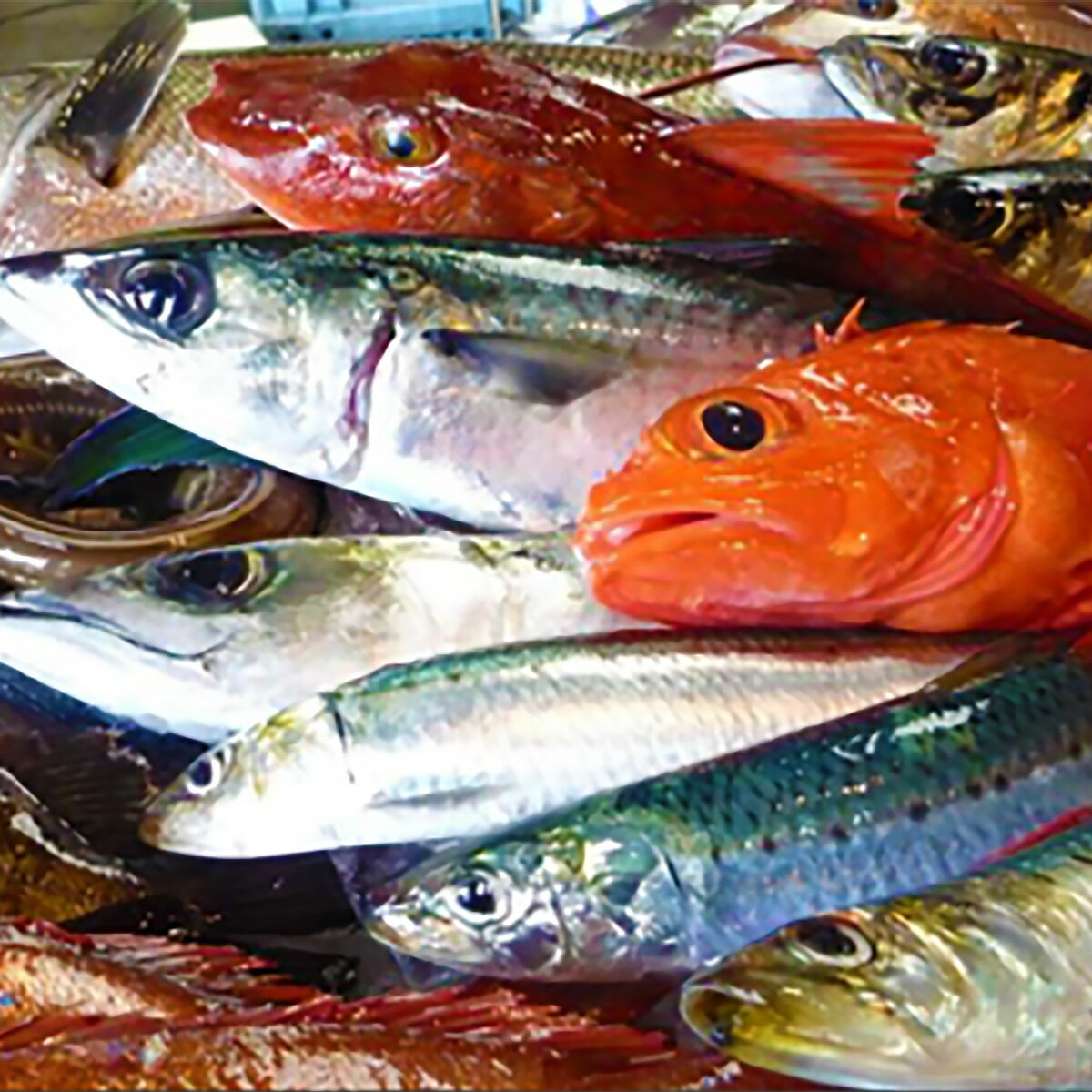 鮮魚 石巻港直送! お楽しみ 鮮魚 詰め合わせ 宮城県 金華鯖 吉次 タラ 平目など 鮮度抜群 海鮮 鮮魚ボックス 宮城県 石巻市