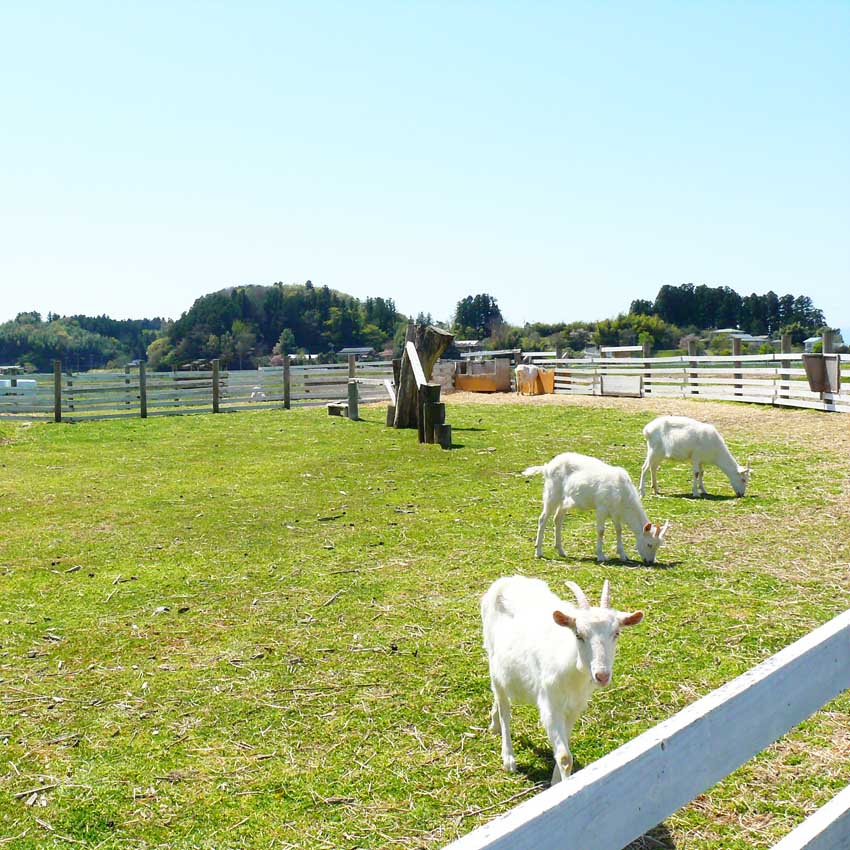 宮城県登米市の画像3