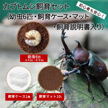 【ふるさと納税】カブトムシ 幼虫6匹（オス3匹・メス3匹）マット10L 飼育ケース1個 セット 初心者にもおススメ 夏休み 虫 送料無料