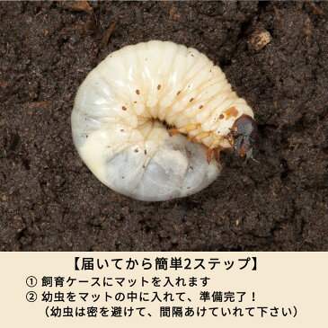 【ふるさと納税】カブトムシ 幼虫6匹(オス3匹・メス3匹)マット10L 飼育ケース1個 セット 初心者にもおススメ 夏休み 虫 送料無料