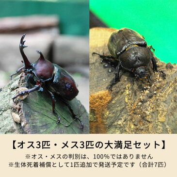 【ふるさと納税】カブトムシ 幼虫6匹(オス3匹・メス3匹)マット10L 飼育ケース1個 セット 初心者にもおススメ 夏休み 虫 送料無料
