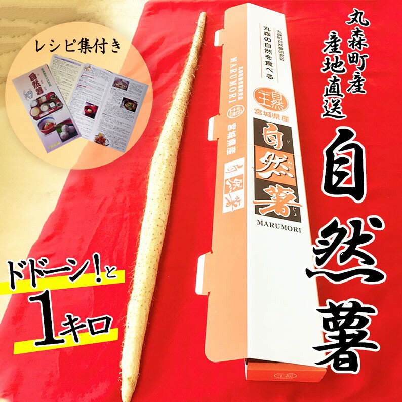 R6年度産予約寄附 丸森町産 自然薯1kg 専用化粧箱入り レシピ集付き|冬季限定 贈り物へもぴったり!ドドーンと1kgお届け 送料無料