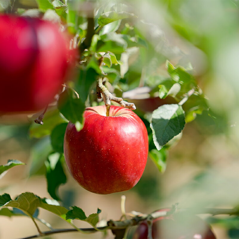 【ふるさと納税】りんご なし 詰め合わせ セット 3kg 季節 数量限定 期間限定 大館 リンゴ 林檎 ナシ 梨 和梨 フルーツ 果物