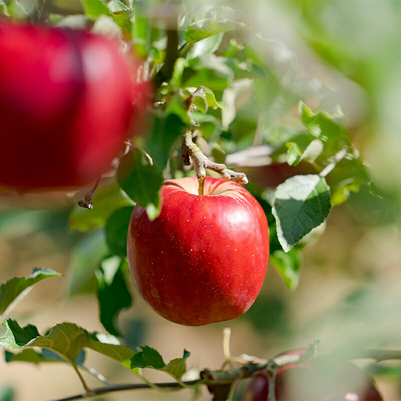 【ふるさと納税】りんご 詰め合わせ セット 3kg 季節 数量限定 期間限定 大館 リンゴ 林檎 フルーツ 果物