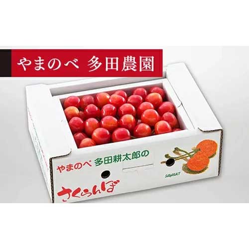 【ふるさと納税】≪2024年 先行予約≫佐藤錦 バラ詰 Lサイズ 500g「やまのべ多田農園」 F2Y-1368