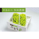 【ふるさと納税】≪2025年 先行予約≫シャインマスカット2~3房入り《やまのべ多田農園のぶどう》 マスカット ぶどう ブドウ 葡萄 デザート フルーツ 果物 くだもの 果実 食品 山形県 F2Y-1792