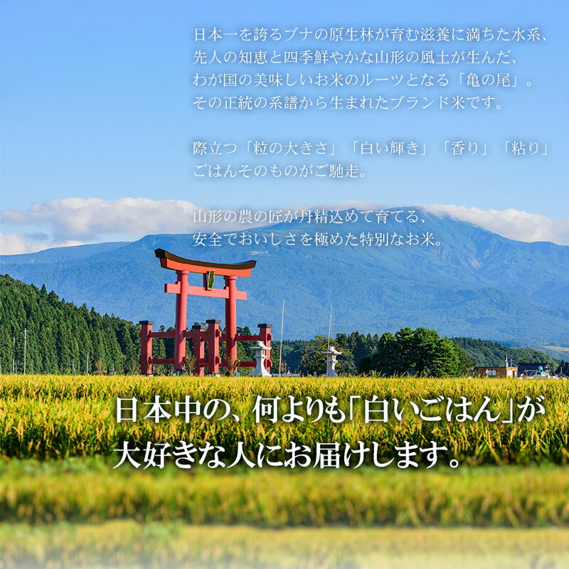 【ふるさと納税】山形県 庄内産　令和2年産 新米 1等米 だだちゃ豆達人 くろうえもんさん つや姫 10kg（2kg×5袋）特別栽培米 【1週間ごとに発送時期が選べる】 米食味鑑定士 お薦め おすそ分け 小分け 小袋 冷蔵保管