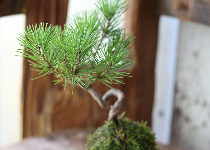 【ふるさと納税】禅スタイルシリーズ 苔玉 「酒田の黒松」 ハンドメイド 手作り moss bowl 観葉植物 和モダン 東北 山形県 酒田市 庄内