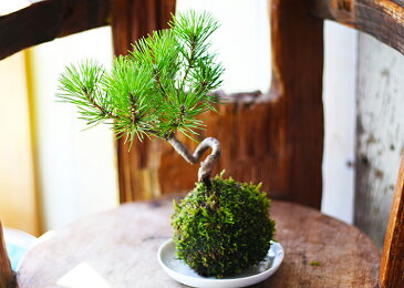 【ふるさと納税】禅スタイルシリーズ 苔玉 「酒田の黒松」 ※着日指定不可