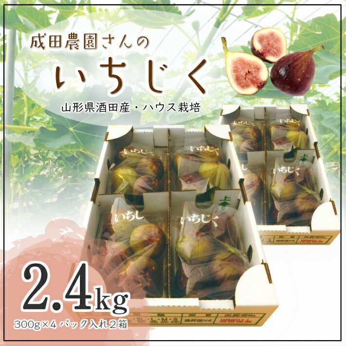 【ふるさと納税】ハウス栽培いちじく 約2.4kg（300g×4パック入り2箱）8月中旬～9月下旬頃お届け 冷蔵便 ※着日指定・離島発送不可 イチジク 無花果 果物 フルーツ ハウス 東北 山形県 酒田市 庄内