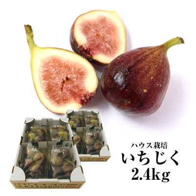 楽天ふるさと納税　【ふるさと納税】ハウス栽培いちじく 約2.4kg（300g×4パック入り2箱）8月中旬～9月下旬頃お届け 冷蔵便 ※着日指定・離島発送不可 イチジク 無花果 果物 フルーツ ハウス 東北 山形県 酒田市 庄内