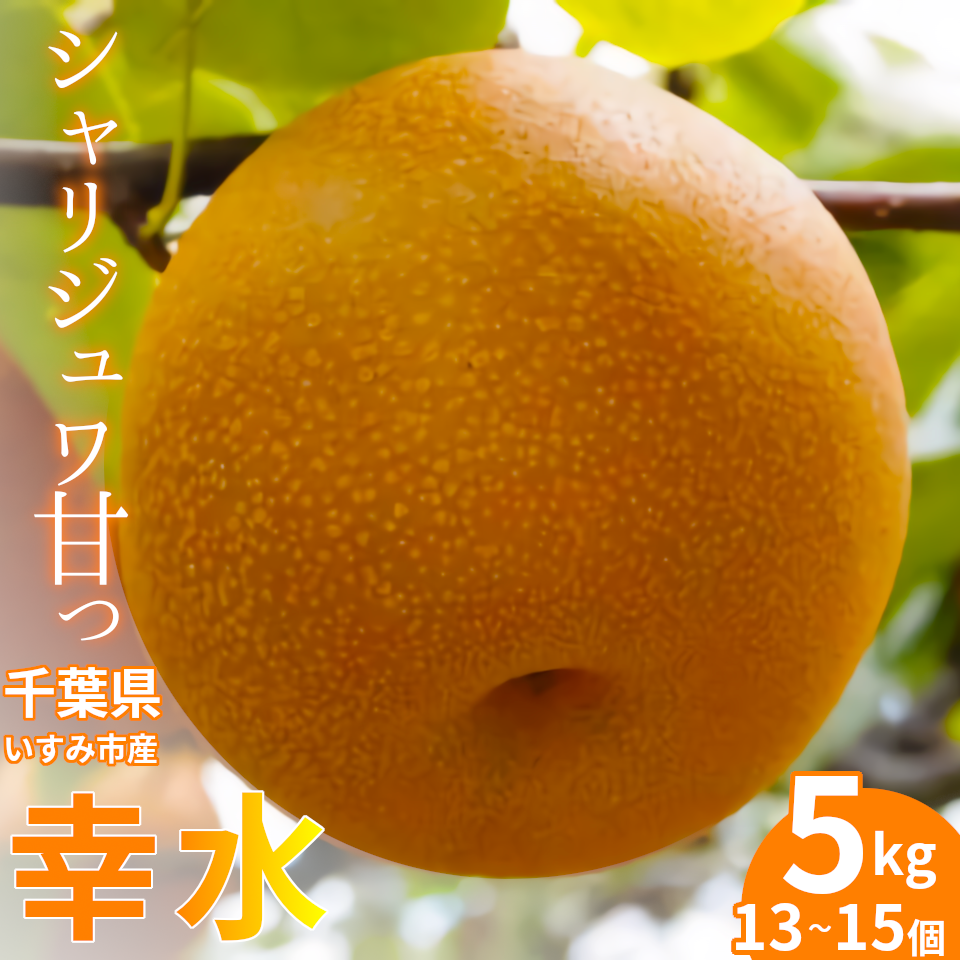  梨 幸水 千葉 8月 5kg（13～15個） 送料無料 数量限定 期間限定 農園直送 令和5年度産 先行受付