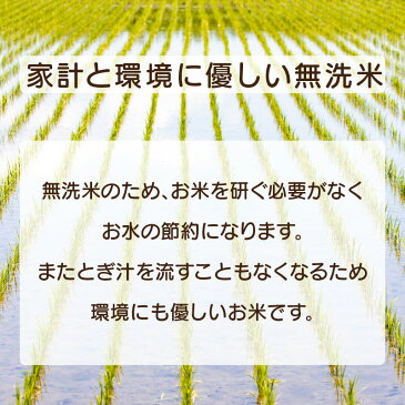 【ふるさと納税】米 定期便 ≪12ヶ月連続お届け≫無洗米 ふるさと福井県産いちほまれ 5kg(計60kg)