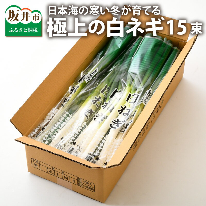 【ふるさと納税】日本海の寒い冬が育てる、極上の白ネギ 1ケース（15束）約5kg 【長ねぎ 長ネギ 鍋 お鍋 2L Lサイズ 箱売り 厳選 すき焼き すきやき お試し おなべ 国産 送料無料】