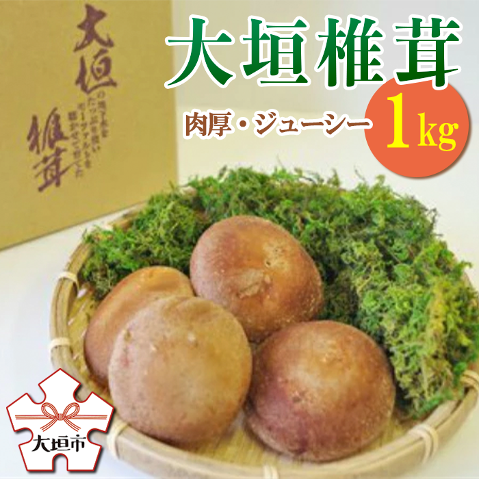 大垣椎茸　肉厚・ジューシー　1kg