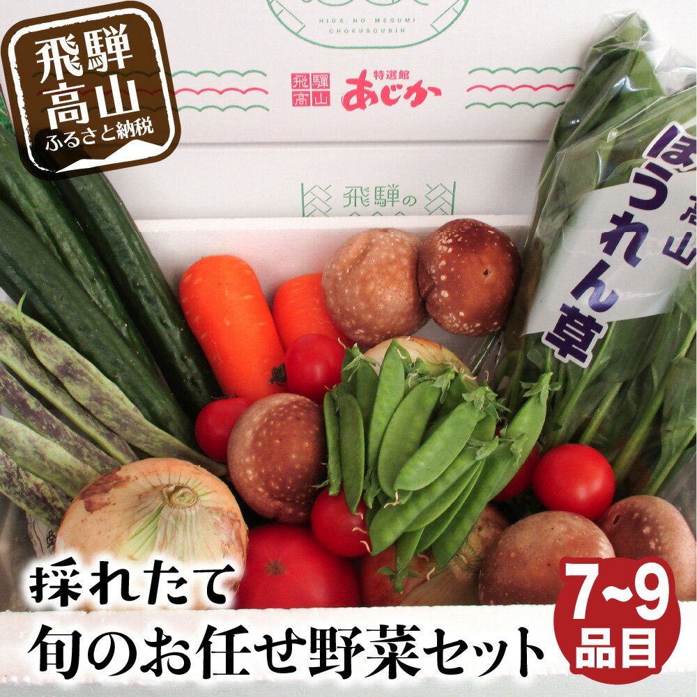 【ふるさと納税】先行予約 飛騨の野菜 7〜9点 セット 飛騨高山産 野菜 夏野菜 秋野菜 おまかせ お取り寄せ 7000円 新鮮 産地直送 飛騨産 野菜 夏 夏野菜 秋 秋野菜 バーベキュー サラダ BBQ TR3075 7000円･･･