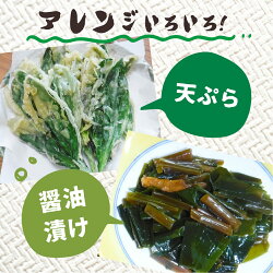 【ふるさと納税】奥飛騨産 とれたて新鮮 生行者ニンニク 700g 行者ニンニク 行者にんにく 醤油漬け[Q655]【4月下旬〜5月上旬発送】10000円 1万円･･･ 画像2