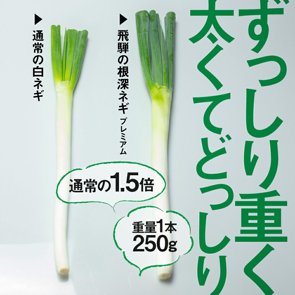 【ふるさと納税】《先行予約》水村農園 飛騨の根深ネギ プレミアム ねぎ 10本 飛騨産野菜 旬の野菜 ネギ 産地直送 鍋[Q331]10000円 1万円