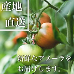 【ふるさと納税】 トマト 野菜 冷蔵 焼津 約1kg アメーラ トマト 高糖度 トマト 産地 直送 化粧箱入 a10-371 画像1