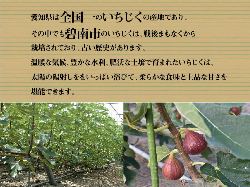 【ふるさと納税】【事前予約】厳選　碧南いちじく（ハウス）が大人気返礼品になっている理由とは　ふるさと納税　人気　返礼品　ランキング