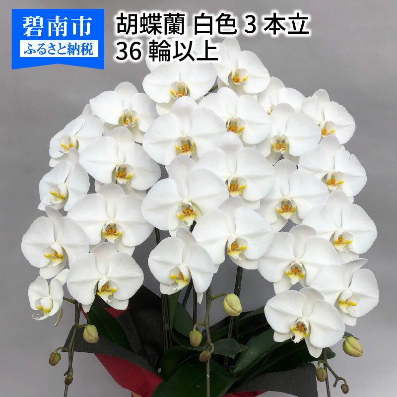 花・観葉植物人気ランク17位　口コミ数「2件」評価「5」「【ふるさと納税】胡蝶蘭 白 3本立　36輪以上」