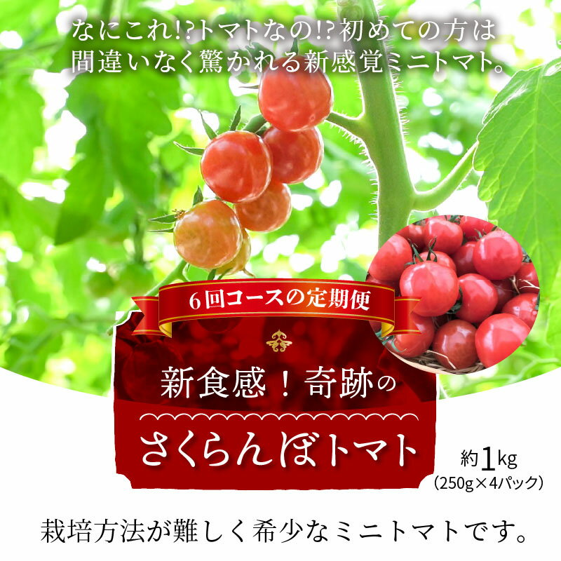 【ふるさと納税】個数限定 新食感 さくらんぼ トマト ミニトマト ぷちぷよ 定期便 約1kg 6回 ツヤツヤ ぷにぷに やわらかい 希少 長田農園 愛知県 碧南市 送料無料