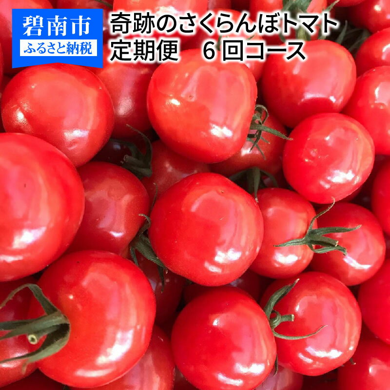 【ふるさと納税】個数限定 新食感 さくらんぼ トマト ミニトマト ぷちぷよ 定期便 約1kg 6回 ツヤツヤ...