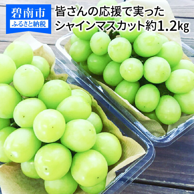 【ふるさと納税】皆さんの応援から実った シャインマスカット 約1.2kg(2房〜3房)　2022年度発送