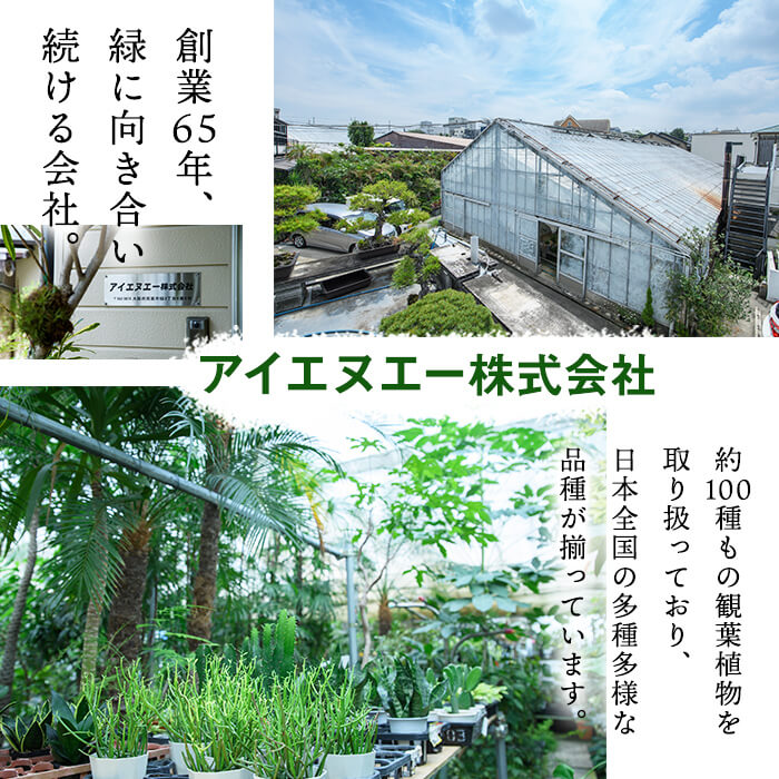 【ふるさと納税】＜観葉植物・選べる鉢＞パキラ(7号) (陶器鉢・受け皿付) 観葉植物 植物 インテリア 開店祝い 移転祝い おしゃれ 室内 ギフト プレゼント オフィス 陶器鉢 受け皿 玄関 小型 個性【m24-15】【アイエヌエー】