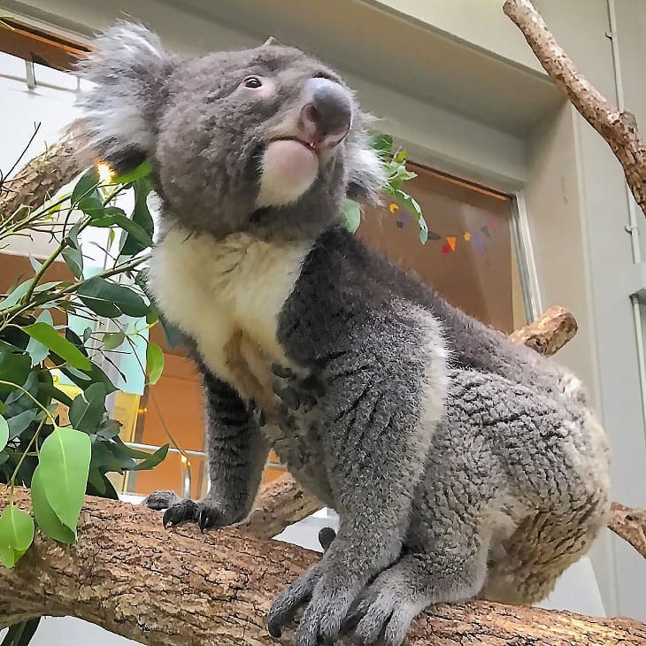 【ふるさと納税】コアラのいる農業公園　淡路ファームパーク　イングランドの丘　入場券＆飲食利用券（ペア）