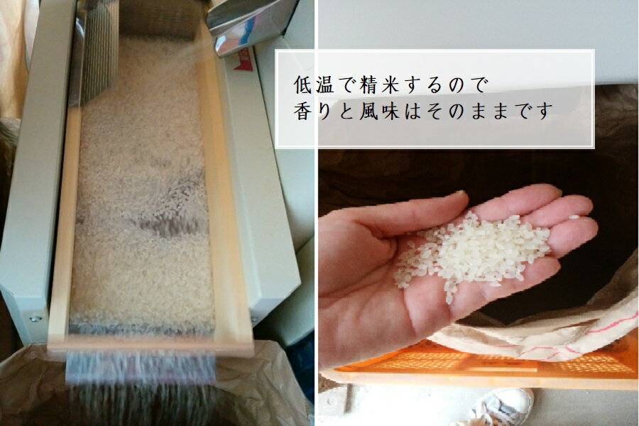 �ڤդ뤵��Ǽ�ǡۡ�øϩ̴�ե�����ۡ������ҥ����øϩ̴�ҥ���ˡ�10kg