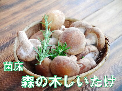 【森の木ファーム】淡路島産の菌床生椎茸（しいたけ）