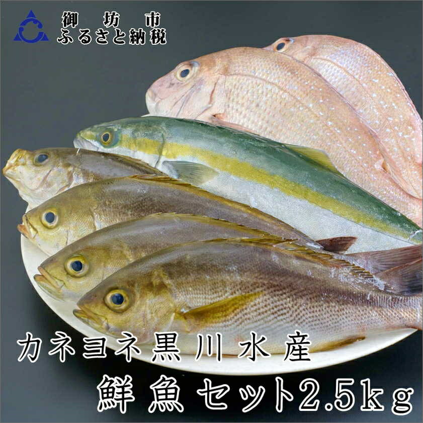 【ふるさと納税】御坊産　鮮魚セット2.5kg 鮮魚 天然 詰