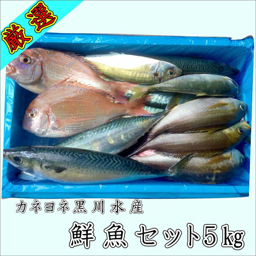 【ふるさと納税】御坊産　鮮魚セット5kg 鮮魚 天然 詰め合わせ 朝どれ 冷蔵 新鮮 アジ サバ タチウオ 太刀魚 タイ 漁港 和歌山県産 御坊産 送料無料【配送不可地域】沖縄・北海道・東北・九州 発送時期が選べるのサムネイル