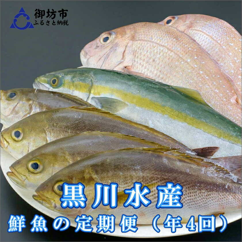 御坊産鮮魚セット 2.5kg 【定期便】(年4回お届け)【配送不可地域】沖縄・北海道・東北・九州 発送時期が選べる