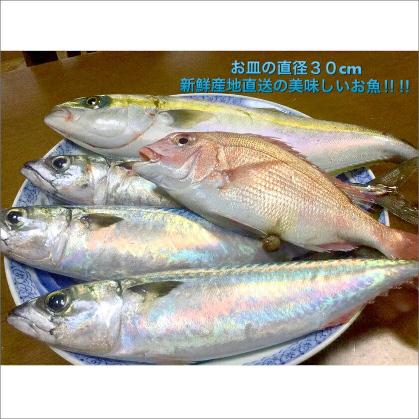 【ふるさと納税】御坊産鮮魚セット 2.5kg 【定期便】(年4回お届け)【配送不可地域】沖縄・北海道・東北・九州 発送時期が選べる